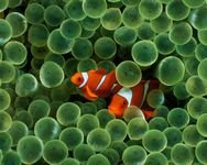 pic for clownfish 1600x1280